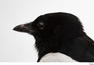 Common magpie Pica pica head 0005.jpg